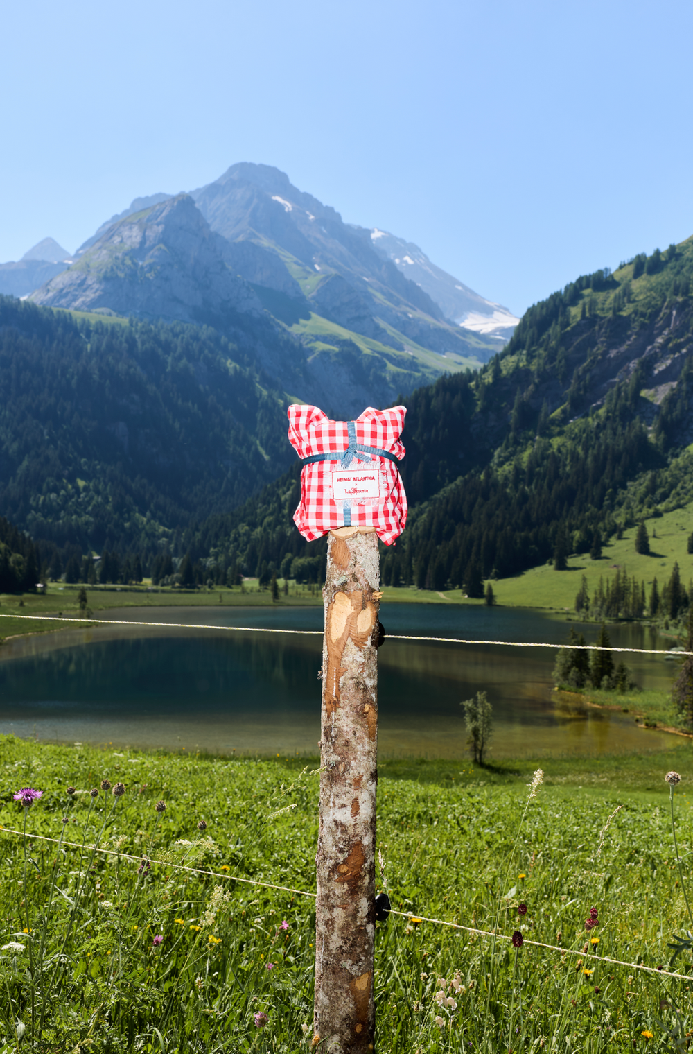 Appenzella Cupid "La Foresta" Limited Edition